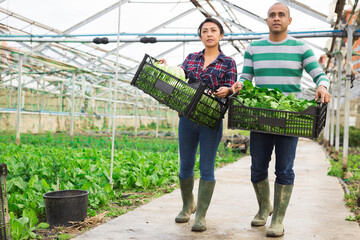 Fototapeta na wymiar Man and woman standing with plastic crates full of lettuce and celery at vegetable plant factory