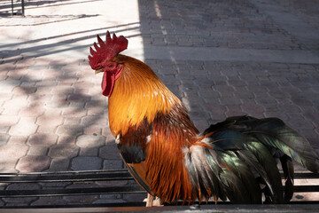 Park Bench Rooster