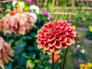 Dahlia is a genus of bushy, tuberous, herbaceous perennial plants native to Mexico and Central America.