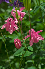 Beautiful pink flowers of Aquilegia (Aquilegia) on a background of green leaves in the garden close-up