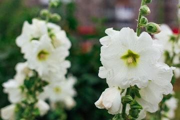 White mallow flowers in a green yard