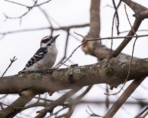 Downy Woodpecker