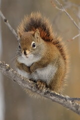Red squirrel sitting on a tree branch portrait - 417738953