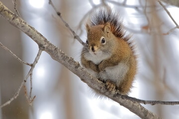Red squirrel sitting on a tree branch landscape - 417738965