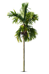 Group of  Palm trees Isolated on white background, Suitable for use in architectural design, Decoration work.