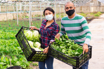 Two farmers in protective masks posing with harvest of green lettuce. High quality photo