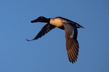 Male Northern Shoveler in beautiful light, seen in the wild in North California