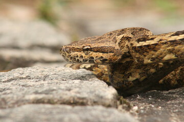 Snake.
