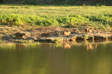 Capybaras running across the lake.