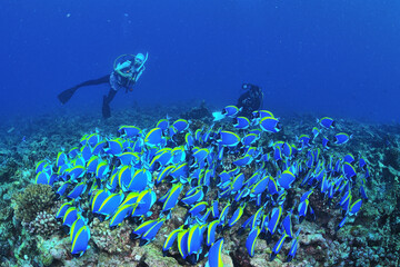 Fototapeta na wymiar Maldives、underwater、