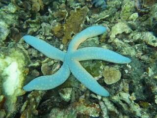 starfish on a reef