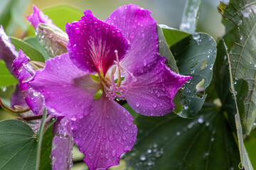 close up of pink flower 