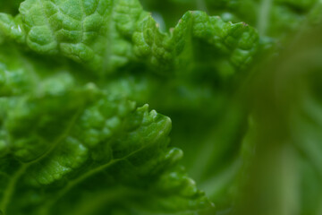 Green chinese cabage on natural green background.