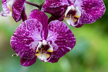 purple orchid closeup