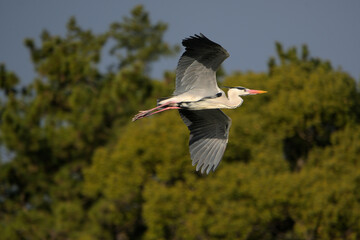 Obraz premium 大きな羽を広げて飛んで行くアオサギ