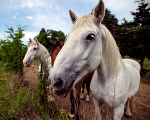 Fototapeta na wymiar White Horses faces in field