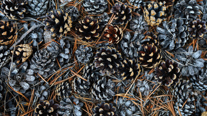 Background or wallpaper of grey and brown pine cones on ground. Traditional medicine or natural products concept