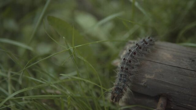 Gypsy moth caterpillar crawling around log, handheld close up