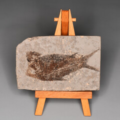 Fossil fish on easel © Duff