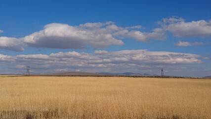 field of wheat