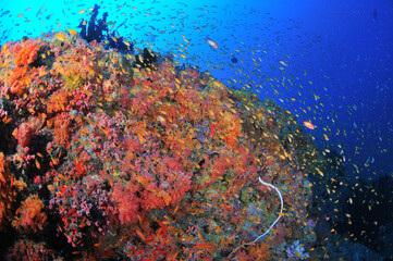 モルディブ水中写真。カラフルな珊瑚礁
