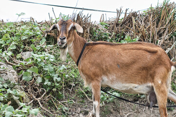 Naklejka na ściany i meble Portrait of a Brown goat with horns grazing in the meadow