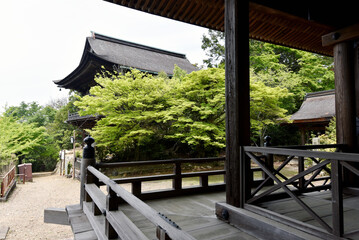 新緑の上醍醐　開山堂から如意輪堂を望む　京都市伏見区