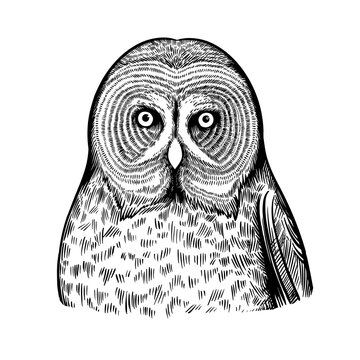 Portrait of owl in black and white ink pen style.