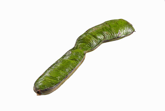 The guama tropical and exotic fruit of South America -Inga edulis