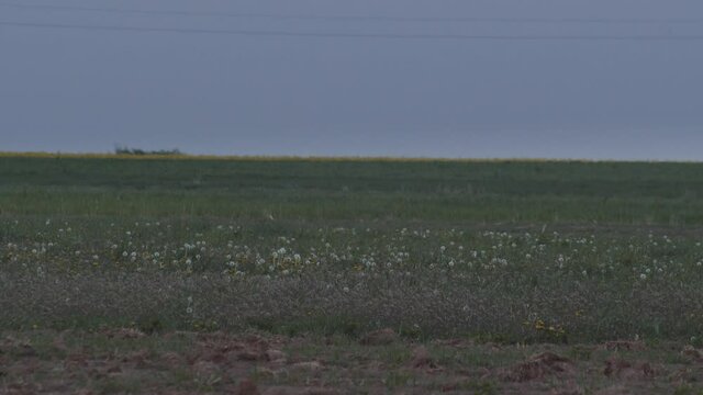 White stork taking off and flying from a green field, Poland, wide shot