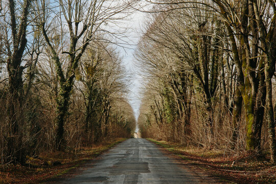 Forest road in Vexin, France