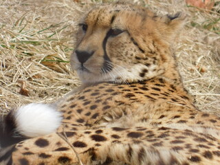 cheetah in the grass