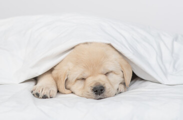 Golden retriever puppy sleeps under white warm blanket on a bed at home