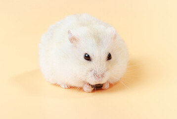Dwarf hamster eating sunflower seeds on brown background front view.