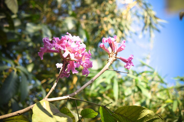 Pink Desert willow flower in focus with green leaves all around © Aravind