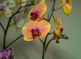 orquideas en distintas tonalidades 