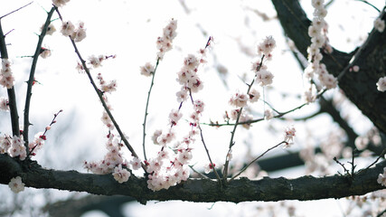 梅の花
