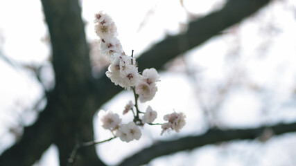 梅の花
