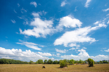 blue sky and white clouds.