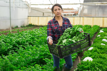 Latin american farmer woman harvests organic celery at farm plantation