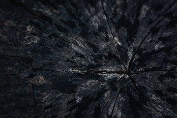 Cracks on burnt stump with natural dark background.