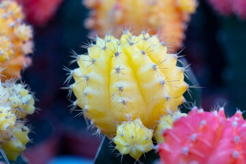 cactus close up