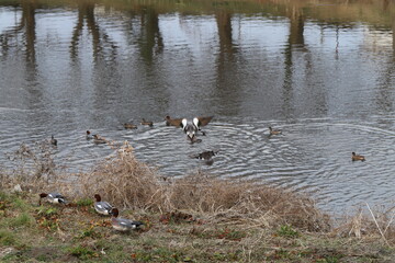 冬の川で泳いだり、羽ばたいたり、河川敷で休憩するヒドリガモのオスとメスの群れ