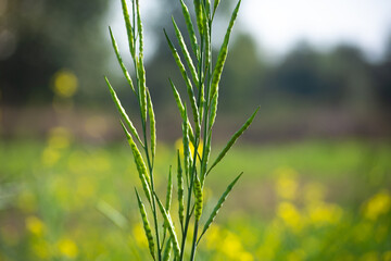 Green mustard pods growing at agriculture field