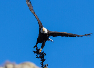 Bald Eagles in Eleven Mile Canyon