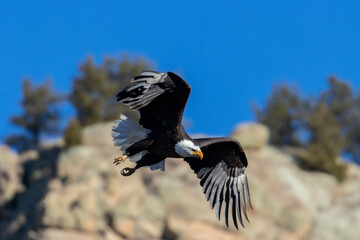 Bald Eagles in Eleven Mile Canyon