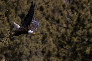 Bald Eagles in Eleven Mile Canyon
