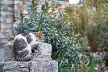 Cute cat  sitting on stone on ancient street.