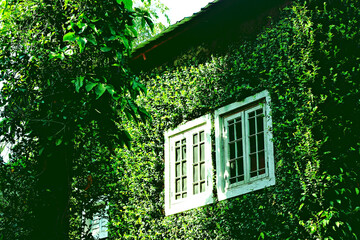 white window on nature green wall. abstract tree pattern green background