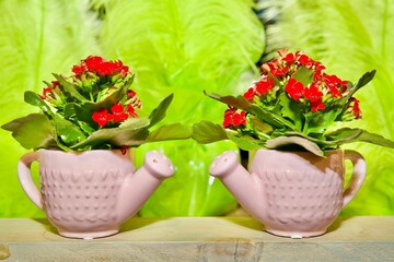 Obraz na płótnie Canvas Kalanchoe flower plants in cute pots